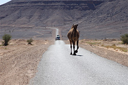 Road crossing Camel